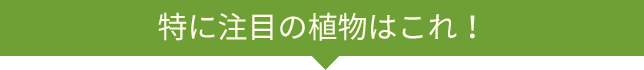 特に注目の植物はこれ！